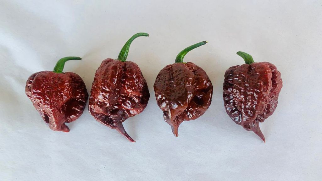 Moruga Blackjack Sabor Picante
