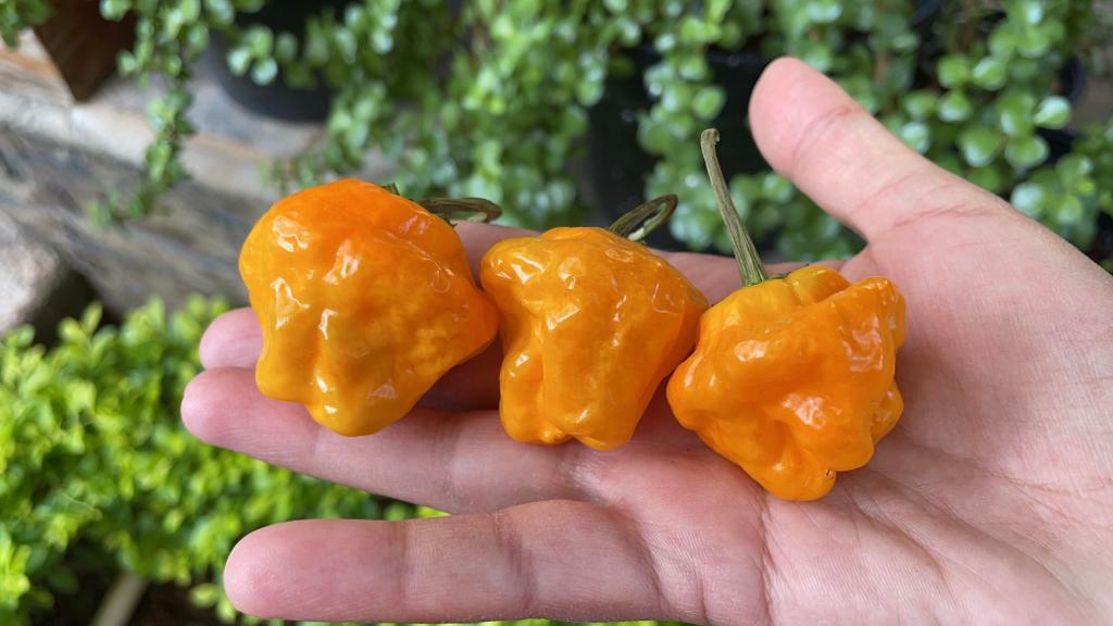 Jamaican Mushroom Yellow Sabor Picante